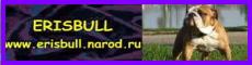 Erisbull bulldogs English bulldog breeder in Ukraine